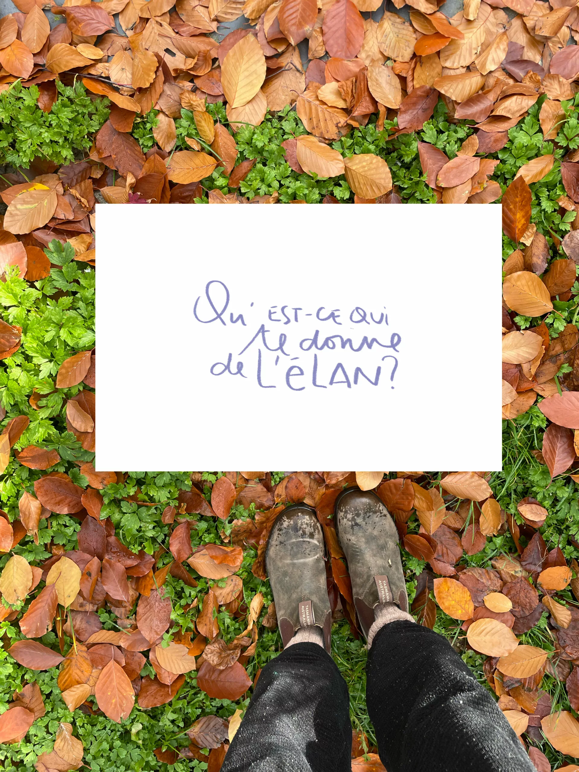 L'élan – Image 1